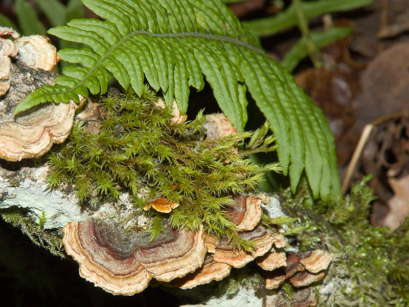 Stereum hirsutum
